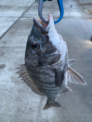 チヌの釣果