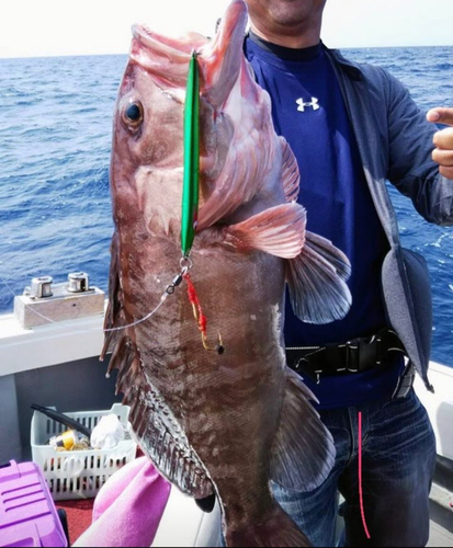 マハタの釣果