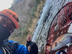 レインボートラウトの釣果