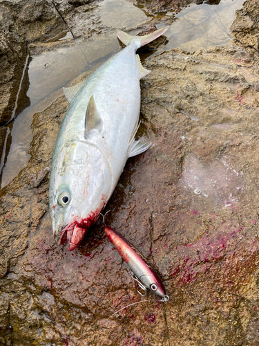 ブリの釣果