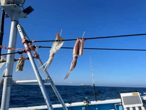 ヤリイカの釣果