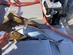 ビンチョウマグロの釣果