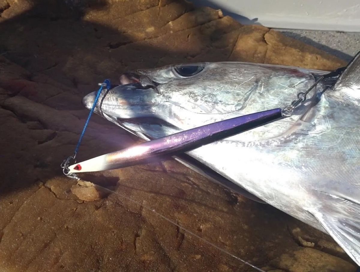 義勇さんの釣果 3枚目の画像