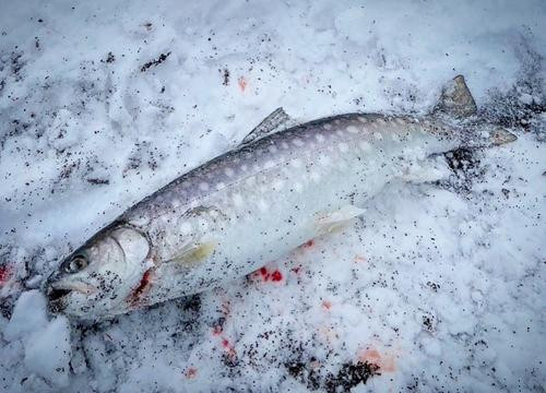 アメマスの釣果