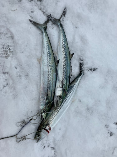 サゴシの釣果