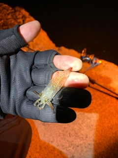 タケノコメバルの釣果