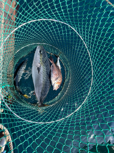 ブリの釣果