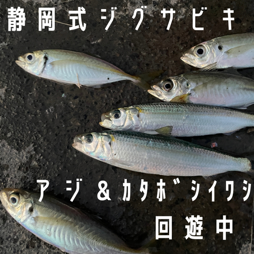 カタボシイワシの釣果