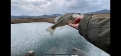 ブルーギルの釣果