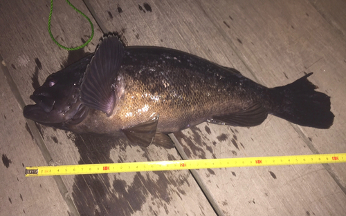 クロソイの釣果