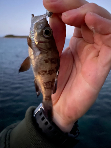 シロメバルの釣果