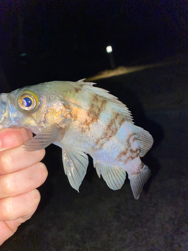 シロメバルの釣果