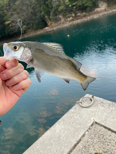 セイゴ（マルスズキ）の釣果