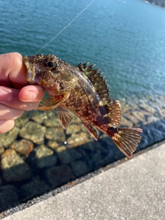 タケノコメバルの釣果