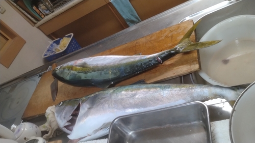 ハマチの釣果