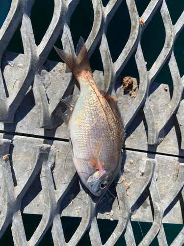 ウミタナゴの釣果