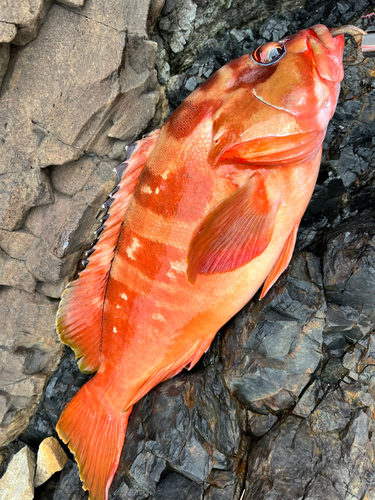 アカハタの釣果