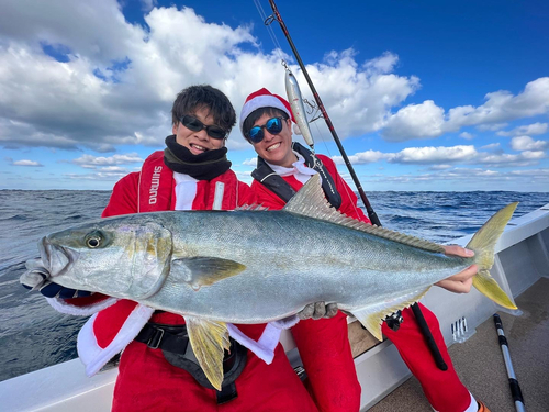 ヒラマサの釣果