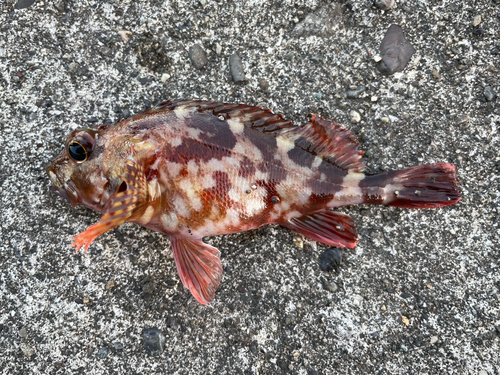 カサゴの釣果