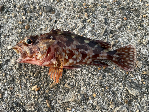 カサゴの釣果