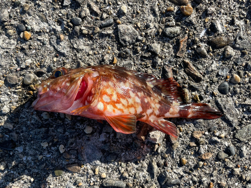 カサゴの釣果