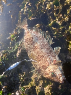 アイゴの釣果