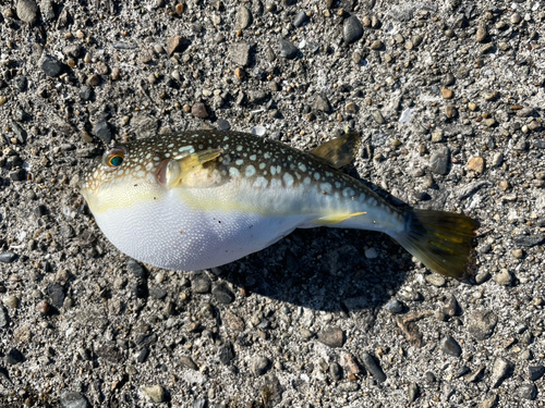 コモンフグの釣果