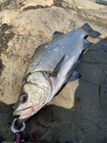 ヒラスズキの釣果