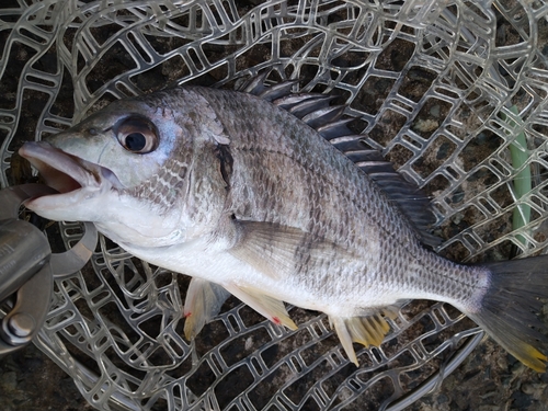 キビレの釣果