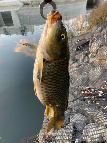 コイの釣果