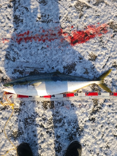 ブリの釣果