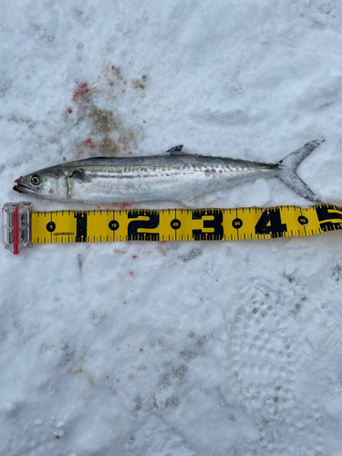 サゴシの釣果