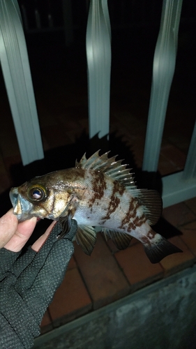 メバルの釣果