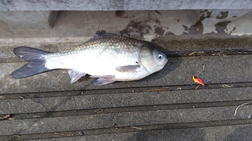 フナの釣果