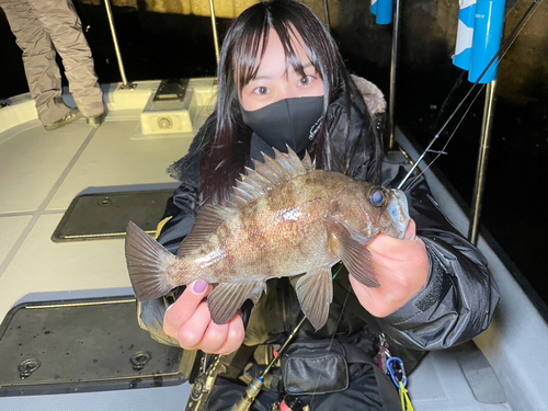 メバルの釣果