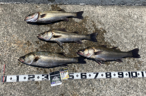 ハネ（マルスズキ）の釣果