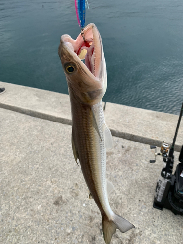 エソの釣果