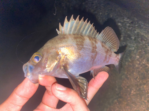 メバルの釣果