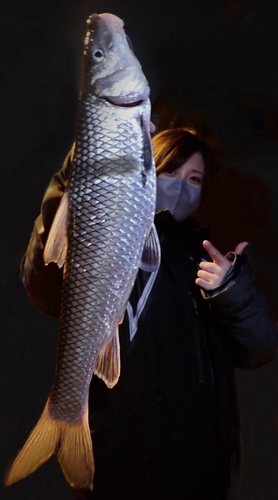 ニゴイの釣果