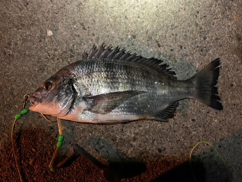 クロダイの釣果