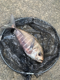 クロヒラアジの釣果