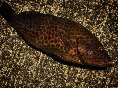 オオモンハタの釣果