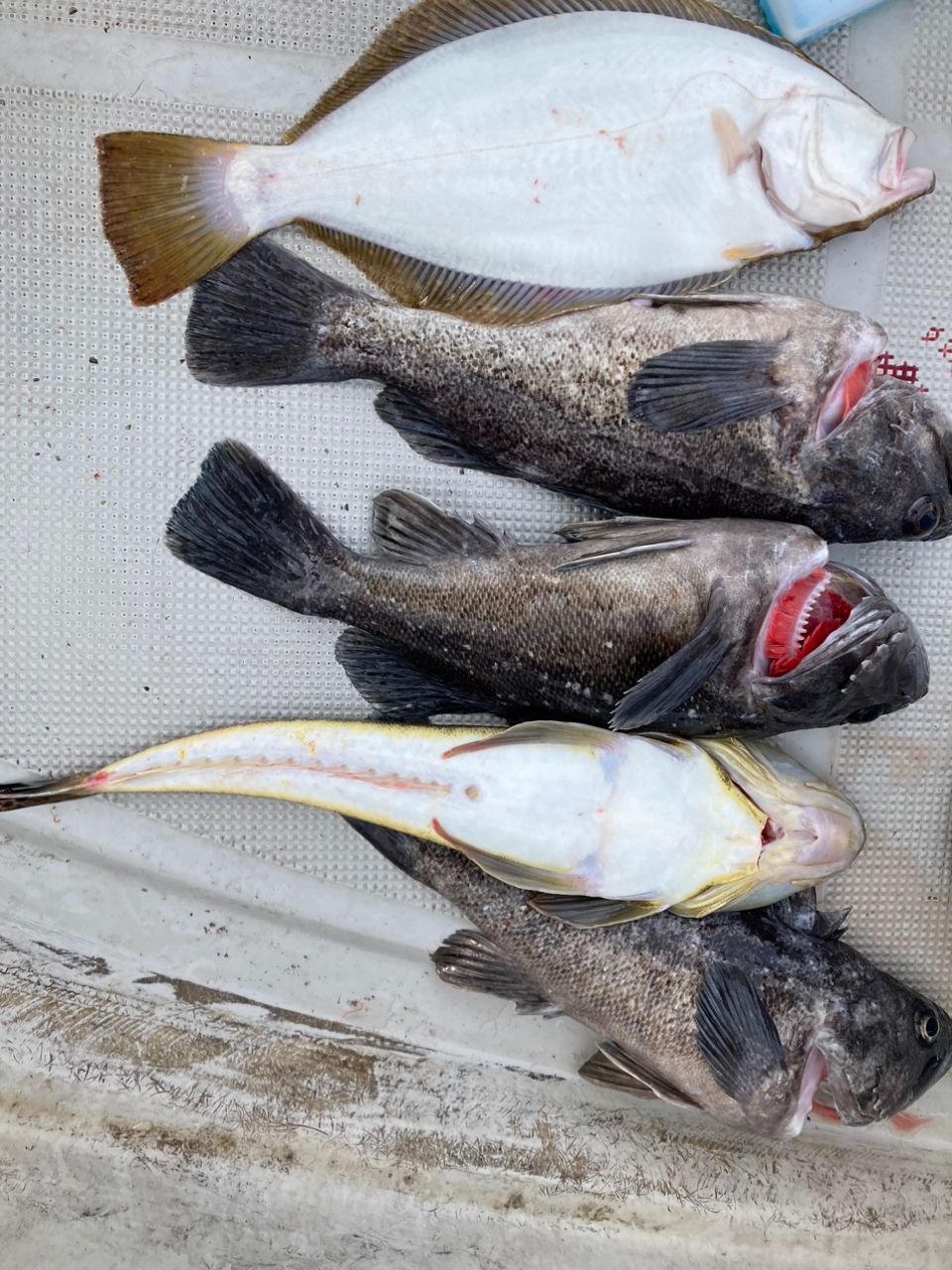 リアス式アングラーさんの釣果 1枚目の画像