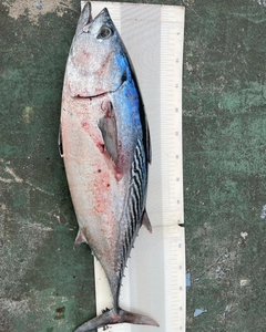 スマガツオの釣果