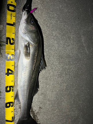 シーバスの釣果