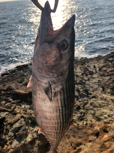 ハガツオの釣果