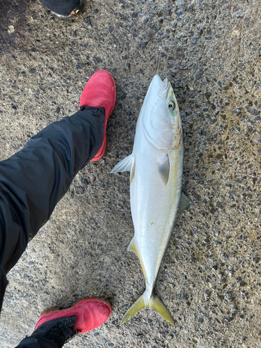 ブリの釣果