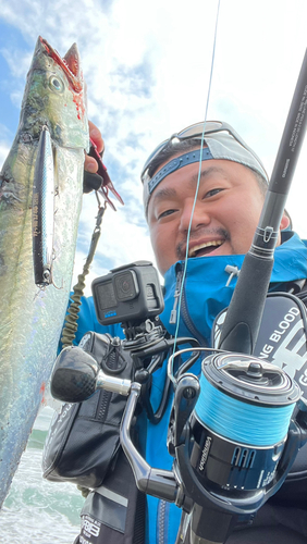 サゴシの釣果