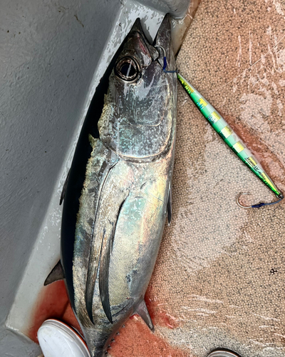 ビンチョウマグロの釣果