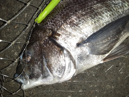 クロダイの釣果